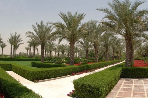 �ϰݵ����A�L(f��ng)��DesertPalm�ȼٴ�